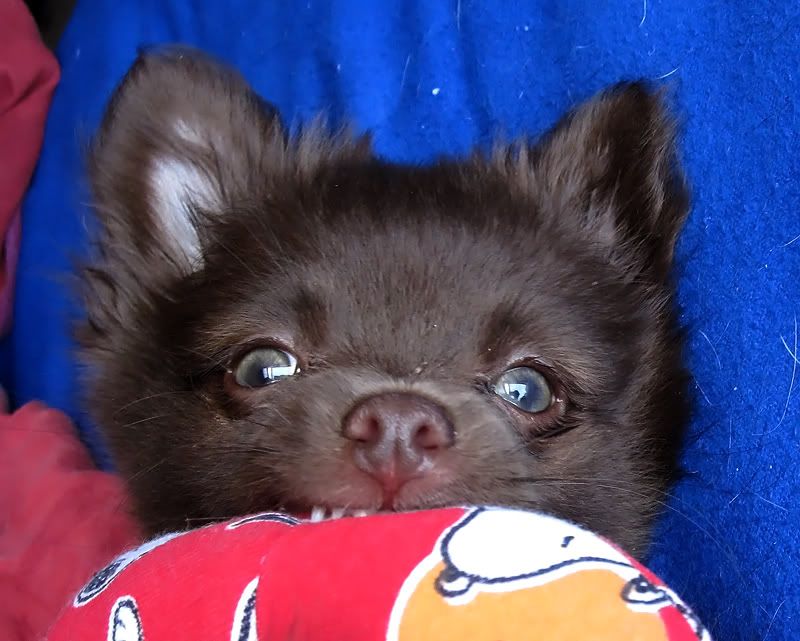 Possessed Dogs German Shepherds Forum