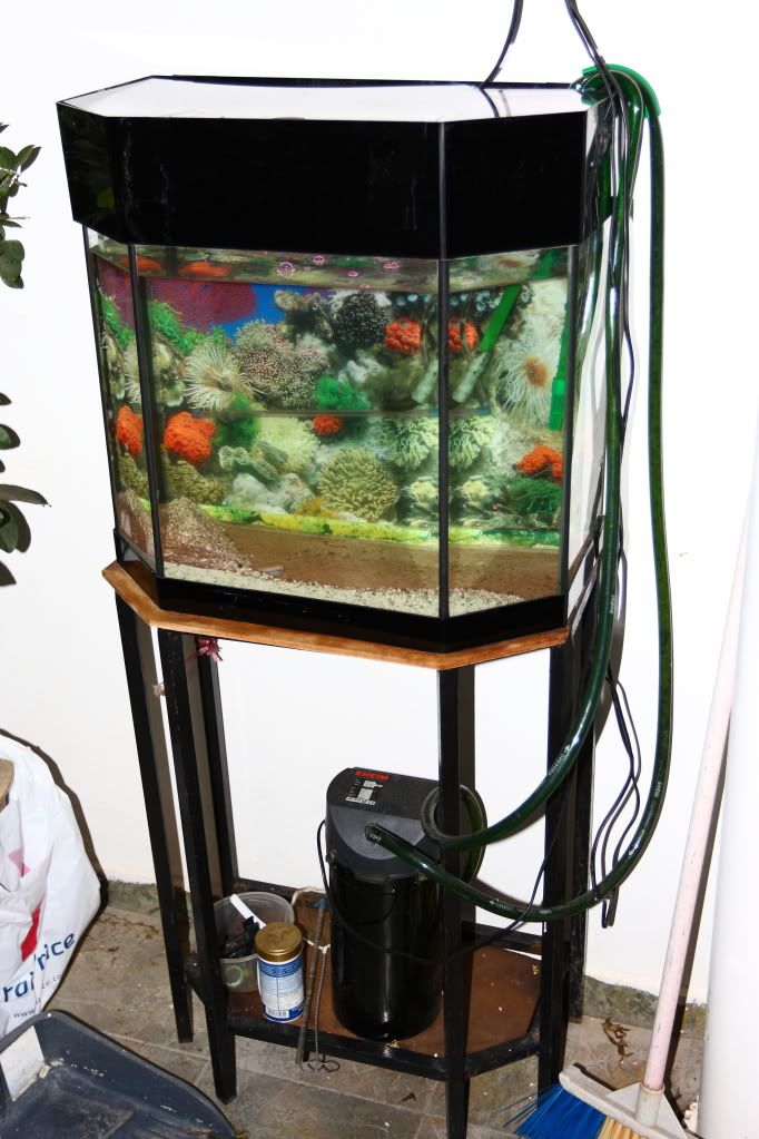 fish tank filter. Fish Tank: Eheim Water Filter: