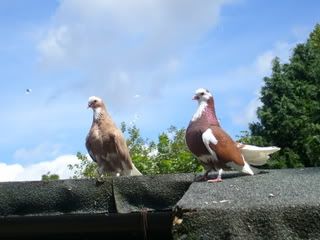 my birds