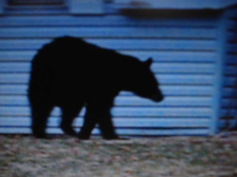 NeighborHood Bears In Roxbury Pics