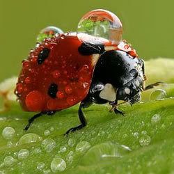 Ladybug Pictures, Images and Photos