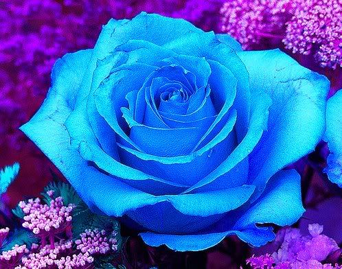 Sexy Wallpaper with Big Blue Rose Flower