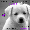 Stop Animal Abuse Pictures, Images and Photos