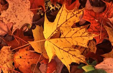 fall leaf photo: leaf fall-leaves.jpg