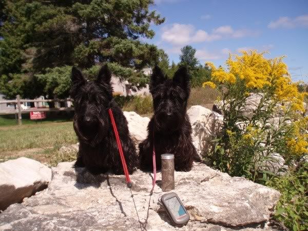 Scottie Pair