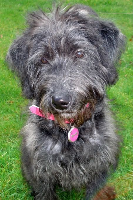 labradoodle grey