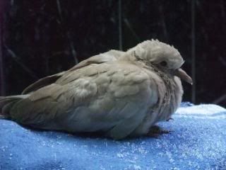 baby ringneck dove