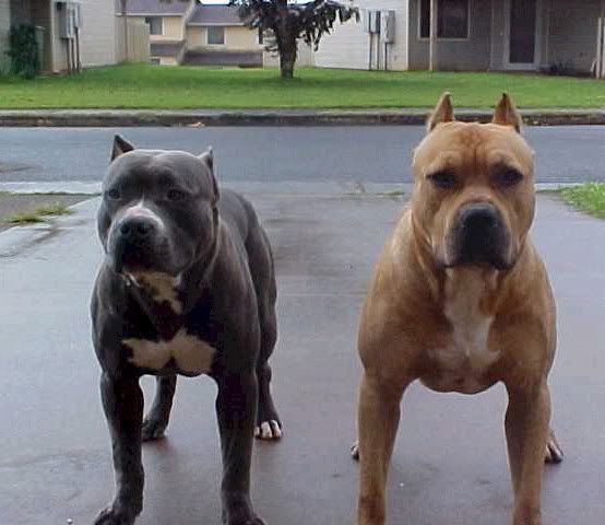 pitbulls.jpg