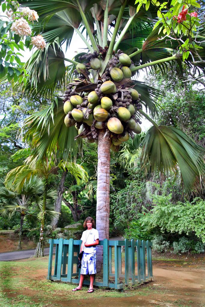 CocoDeMerTheDoubleCoconut.jpg