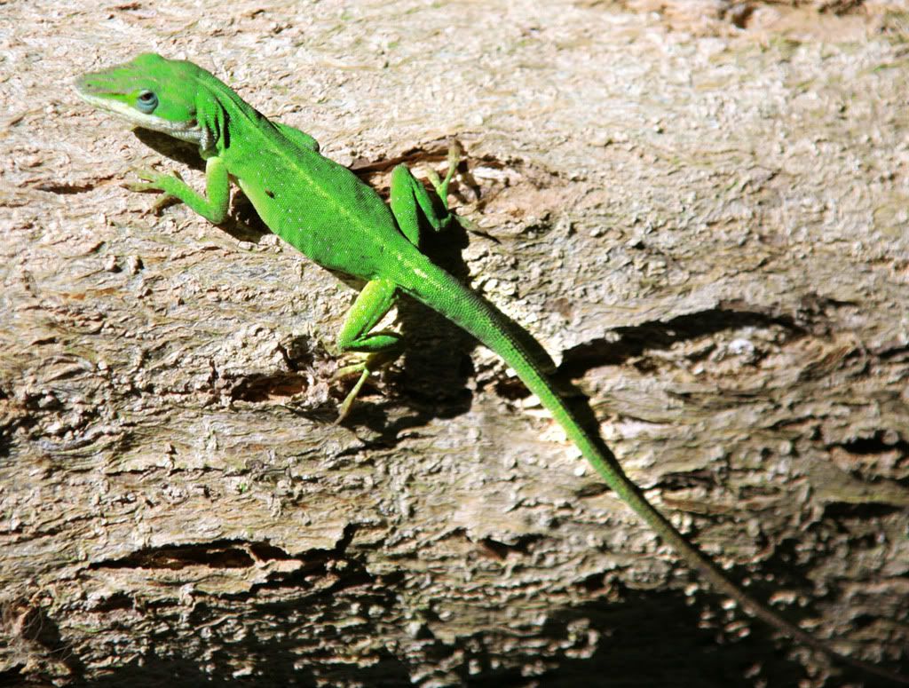 greenlizard.jpg