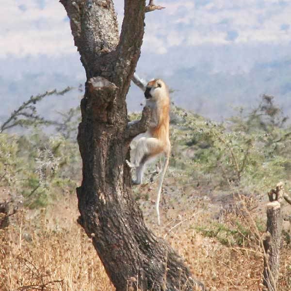 seedmonkey.jpg