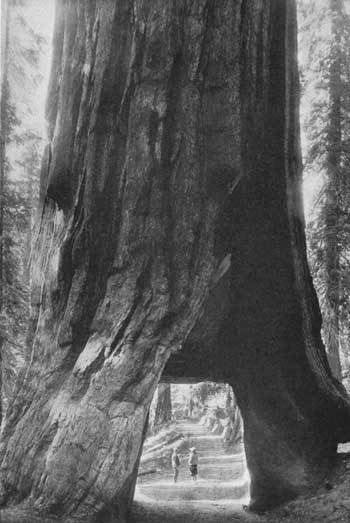 Wawona_Tree.jpg