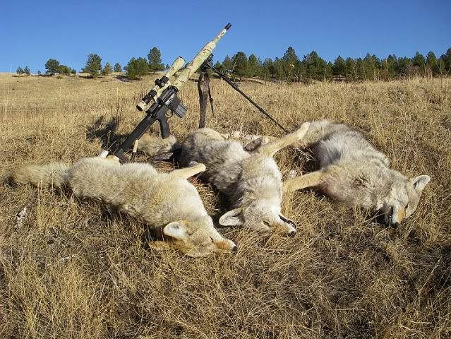 Coyotes In Arkansas