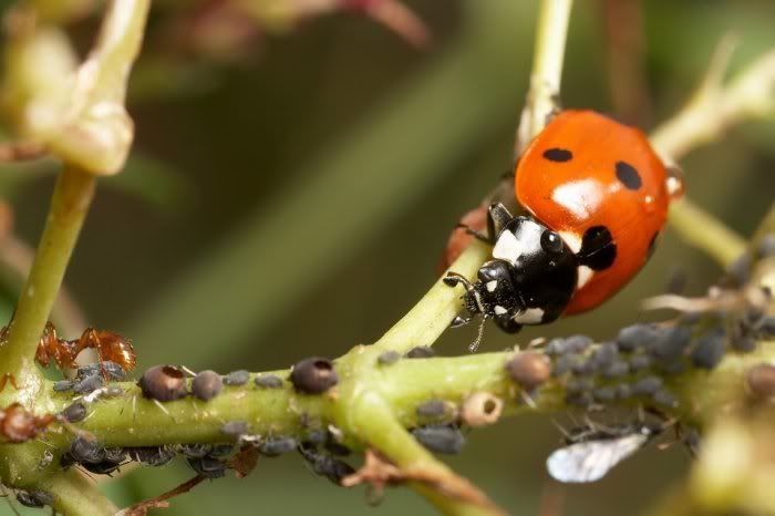 Aphids and Ladybird