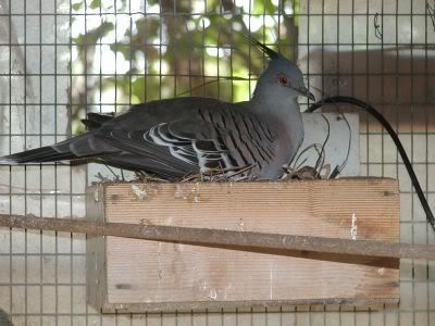 Australian Doves