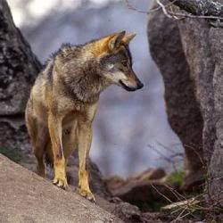 Lobo_iberico.jpg lobo image by nomedaigual