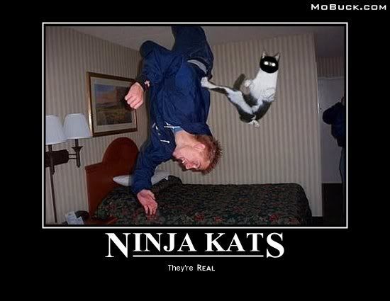 Ninja Cat Pictures, Images and Photos
