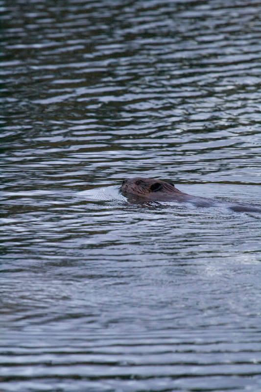 IMAGE: http://i254.photobucket.com/albums/hh116/Violented16/Beaver01.jpg