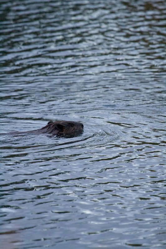 IMAGE: http://i254.photobucket.com/albums/hh116/Violented16/Beaver02.jpg