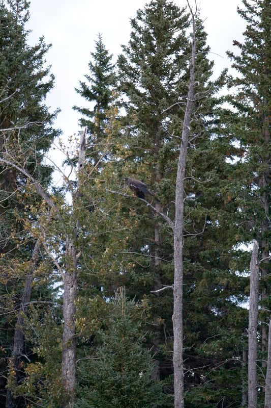 IMAGE: http://i254.photobucket.com/albums/hh116/Violented16/GoldenEagle01.jpg