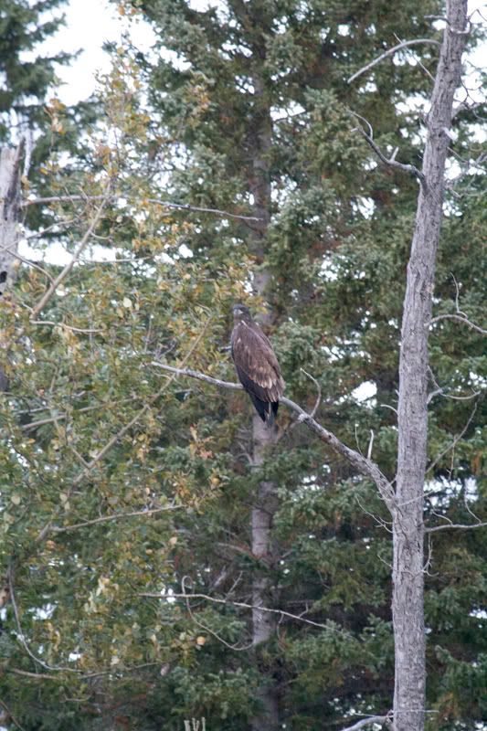 IMAGE: http://i254.photobucket.com/albums/hh116/Violented16/GoldenEagle02.jpg