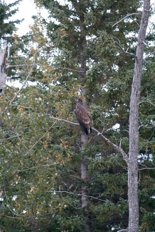 IMAGE: http://i254.photobucket.com/albums/hh116/Violented16/GoldenEagle03.jpg