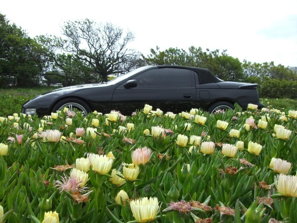 Spring is in Z air...