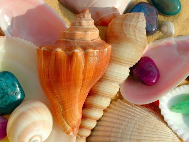 Seashells.jpg SEA SHELLS image by caseopiadingott