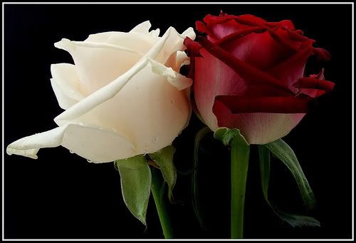 http://i254.photobucket.com/albums/hh116/martucha/REGALITOS/roses.jpg?t=1223386805