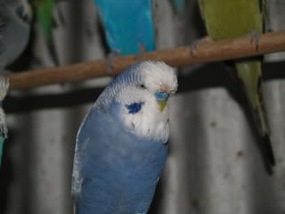budgies001.jpg