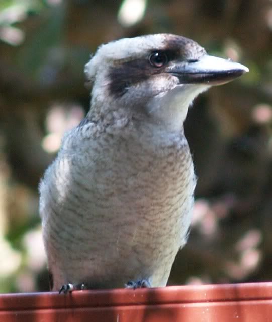 kookaburra.jpg