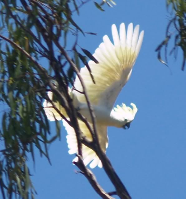 sulphurcrestedcockatoo.jpg