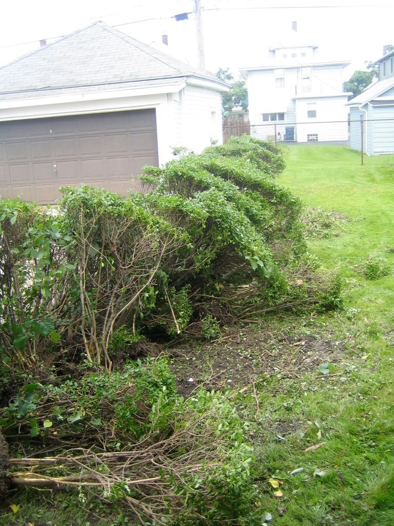 http://i254.photobucket.com/albums/hh117/audiurs41994/Bushes/IMG_4184.jpg