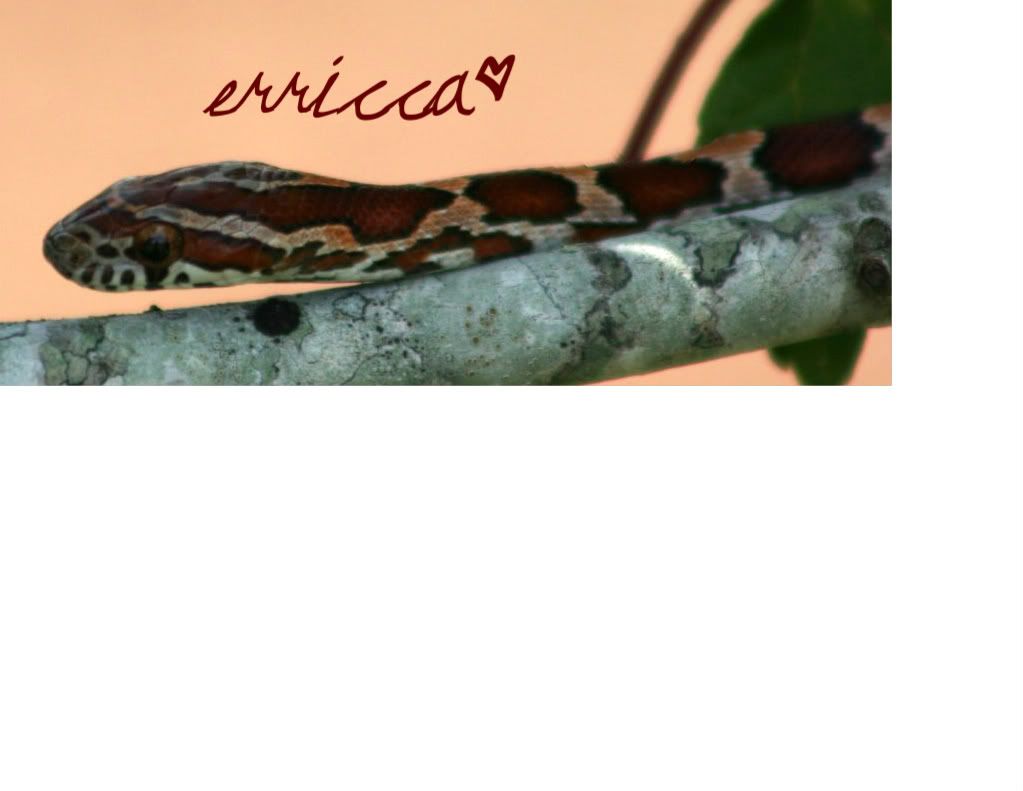 ErriccaCrawling-1.jpg
