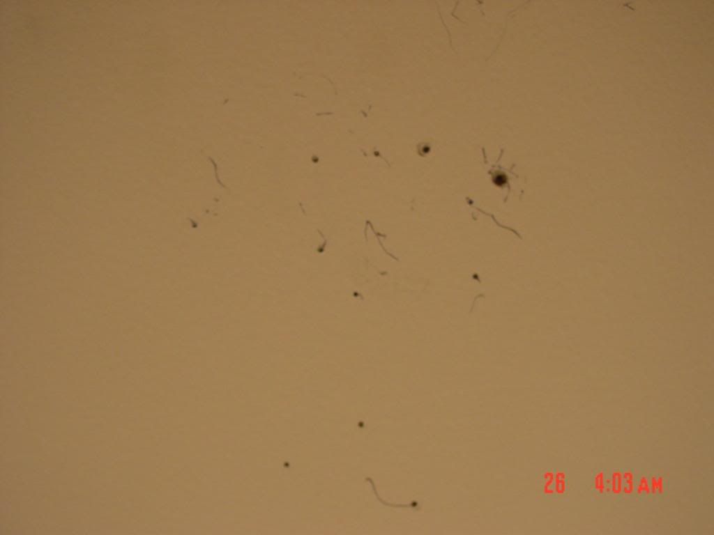 Picture017.jpg