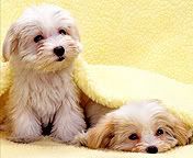 dogs