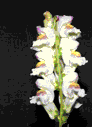 plants gif photo: Gladiolus Flower Animation plants_4370.gif
