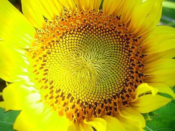 sunflower photo: Sunflower WWW_Sunflowers_008.jpg