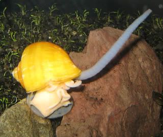Mystery Snail Breeding