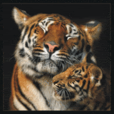 tijger-glitter.gif Tiger and Baby image by lilnancy_2008