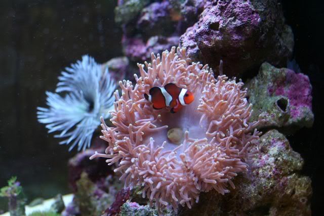 clownfish.jpg