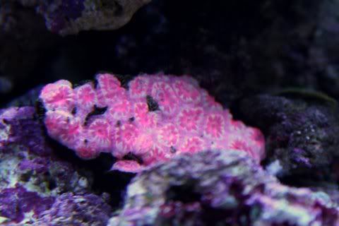 pink_acan.jpg