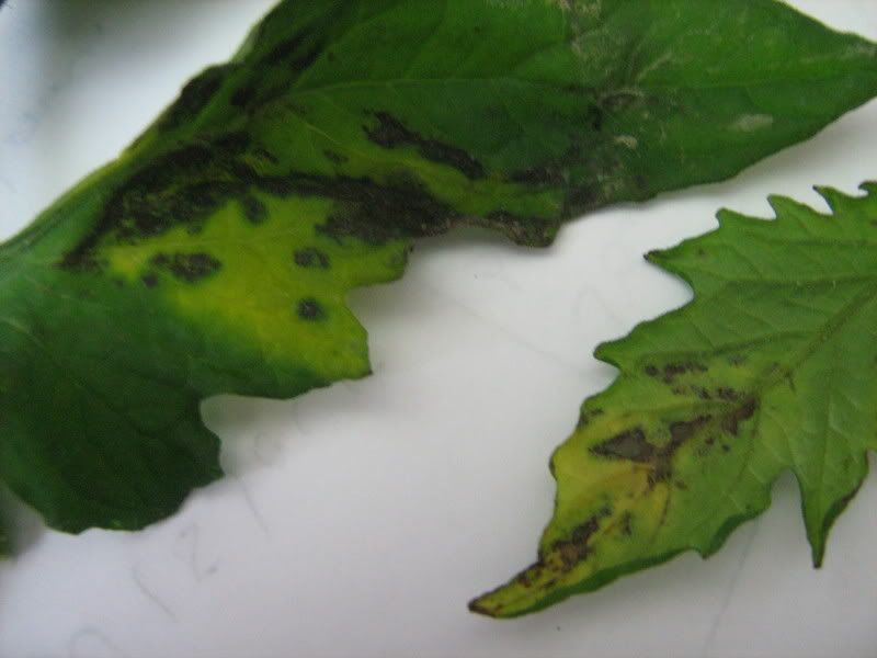 Des taches noires sur les feuilles de tomates Gros problèmes et petits soucis des Tomates