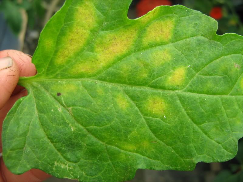 taches jaunes Gros problèmes et petits soucis des Tomates Tomodori