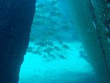 SardinaDelNorte2.jpg image by dm_ikarus