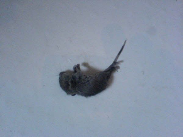 Dead Mouse