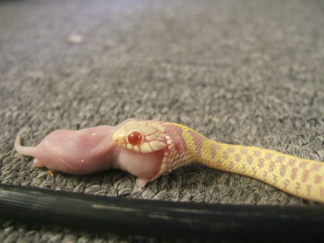 Albino Checkered Garter