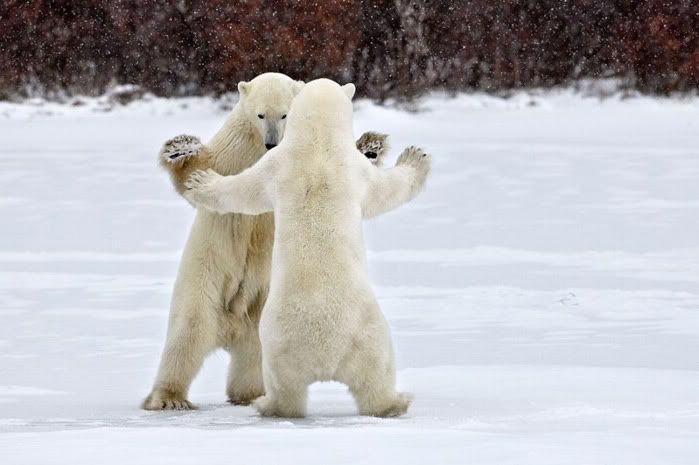 Dancing-Bears.jpg