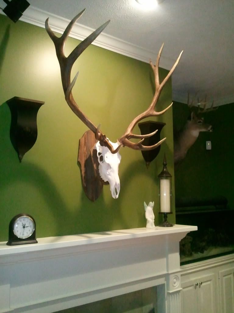 skull-mount-wall-plaques-page-2-mississippi-hunting-and-fishing-forums