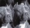 pitbull.jpg pitbull image by diamondz4jaimelee
